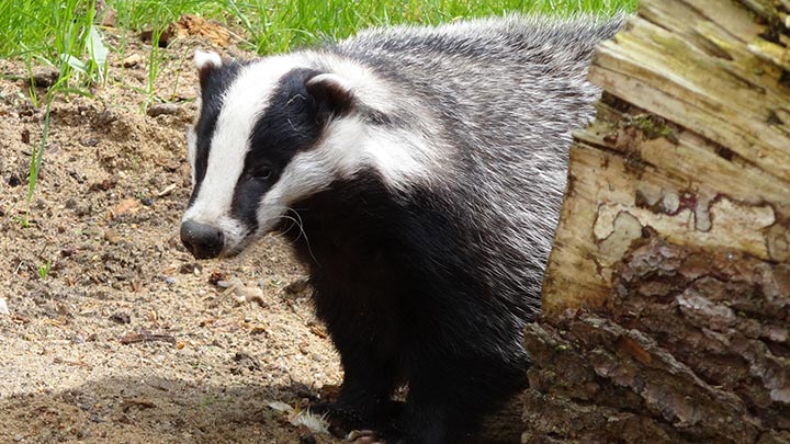 badger from behind a log