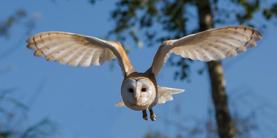 barn owl in mid flight