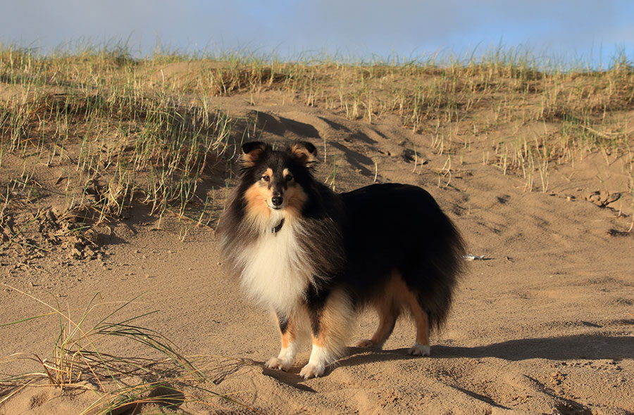 An adorable blue merle Shetland Sheepdog standing on sand dunes at a beach in west Wales, UK.