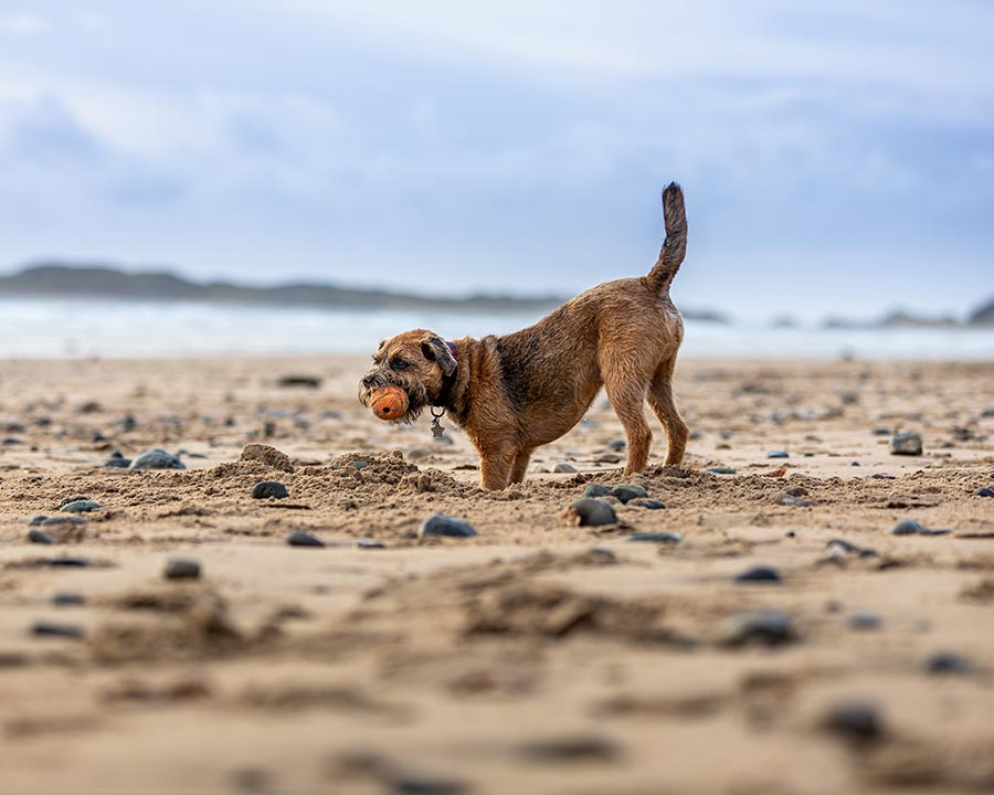 Border Terrier Digging a hole on Newborough Beach in North Wales with a ball in his mouth