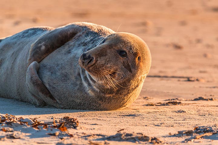 grey seal on a beach