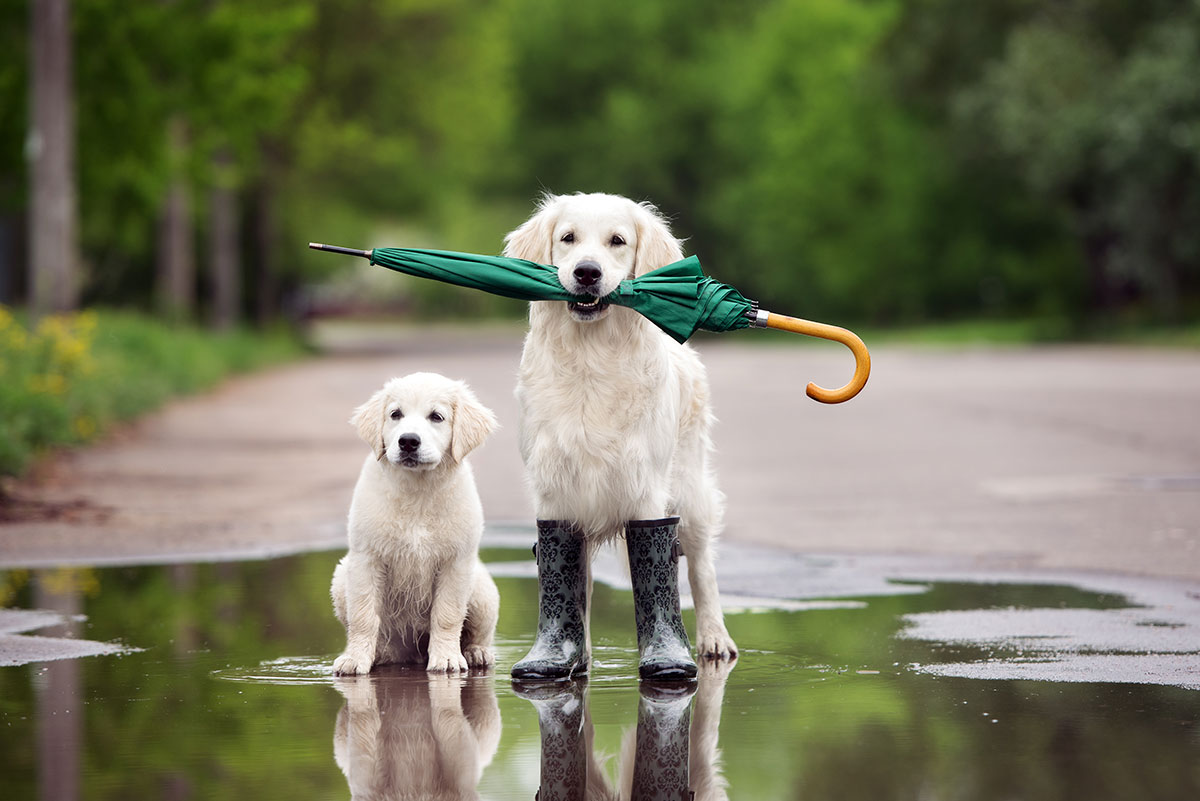 2 Labrador dogs, one a puppy and one in welly boots holding an umbrella in its mouth