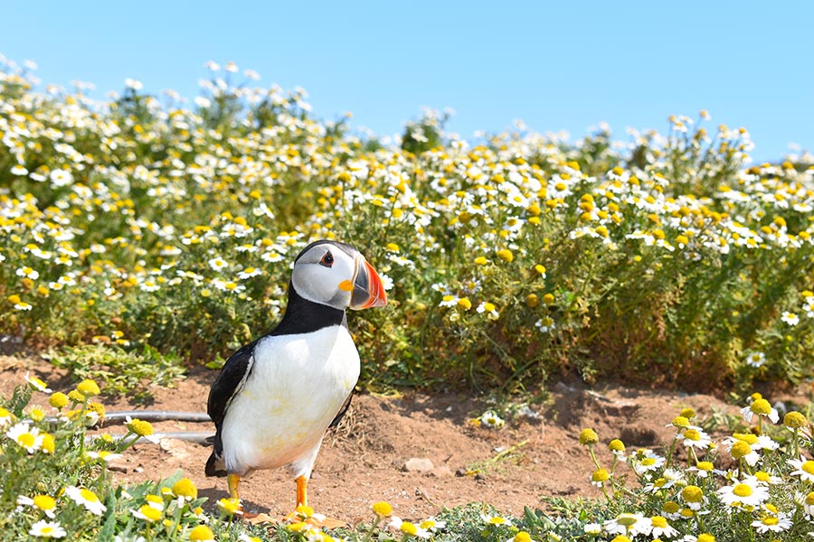 Atlantic puffins during spring and summer when the wild flowers are in full bloom