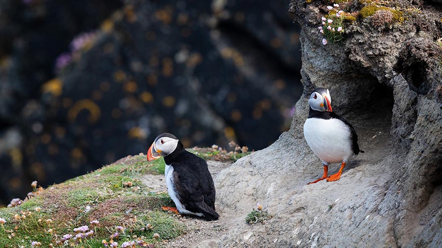 2 puffins sitting on a sea cliff