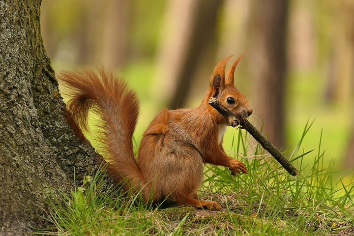 red squirrel holding a stick on the ground