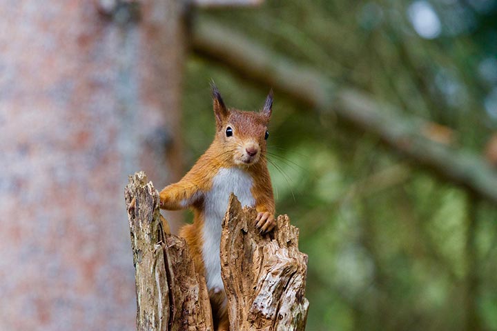 red squirrel up a tree