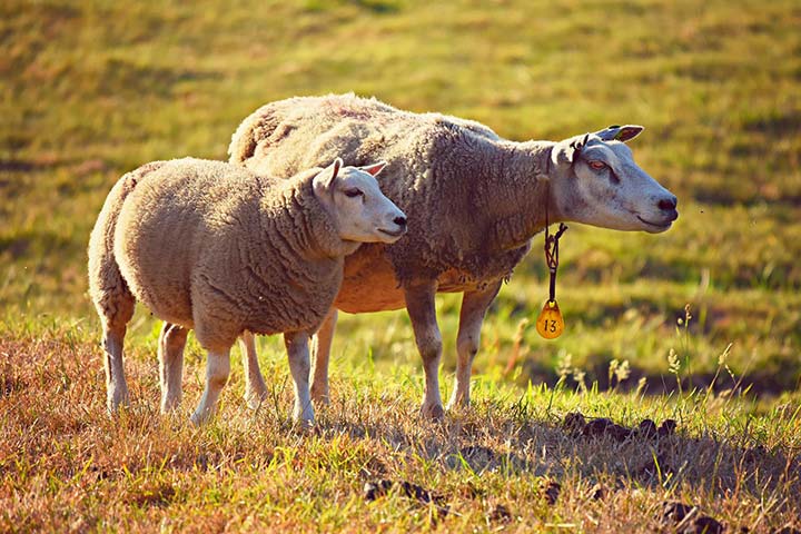 2 sheep in a field