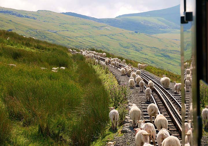 sheep on the railway line in snowdonia