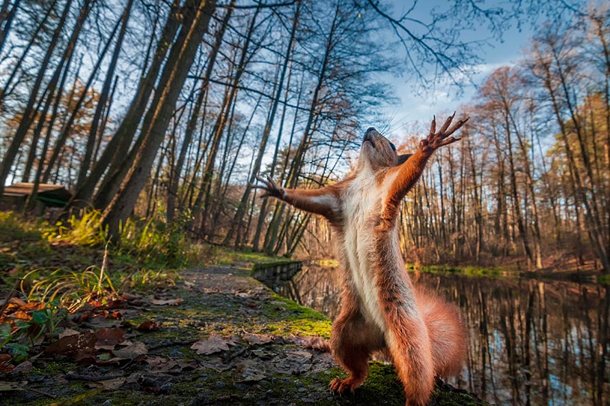 red squirrel on their hind legs in a forest
