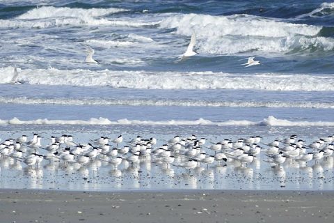 terns-onthe-beach terns-onthe-beach