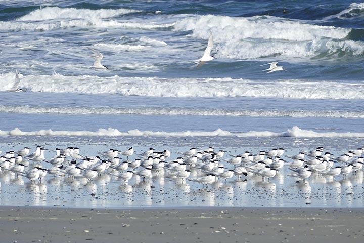 sandwich terns standing on a beach with waves from the sea coming in