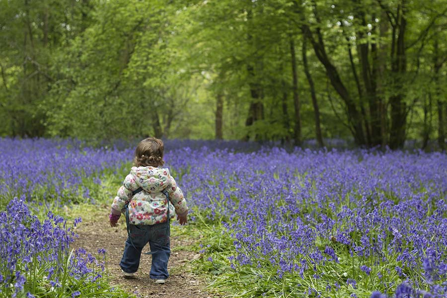 toddle walking through bluebell flowers in the woods