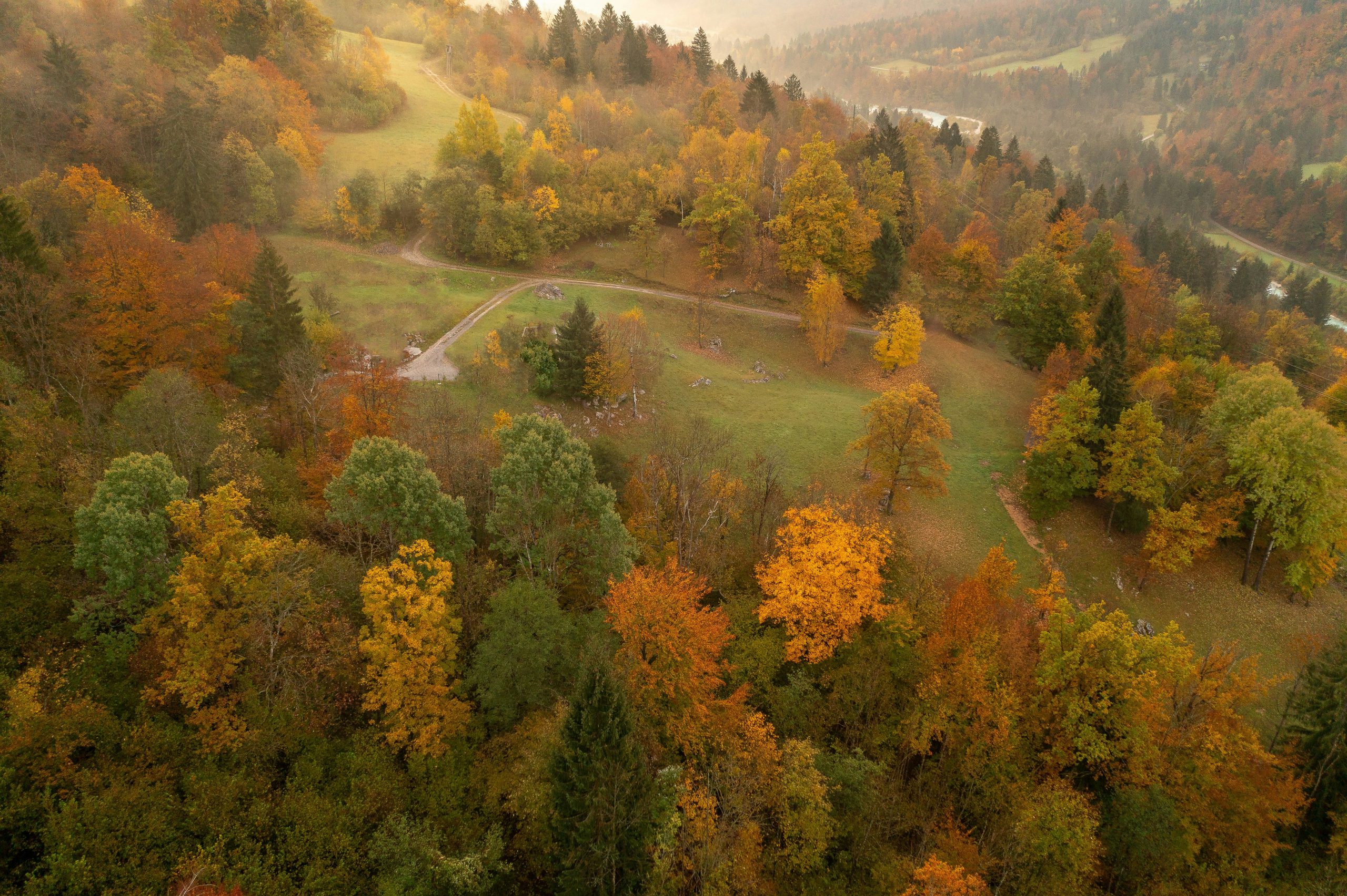 a aerial view of a forest