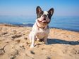 Dog-Friendly Holidays: The Best Anglesey Self Catering Stays