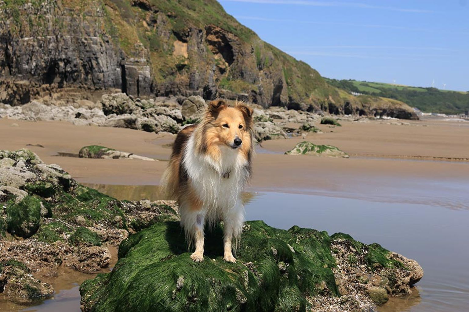 Looking for dog friendly cottages on Anglesey?