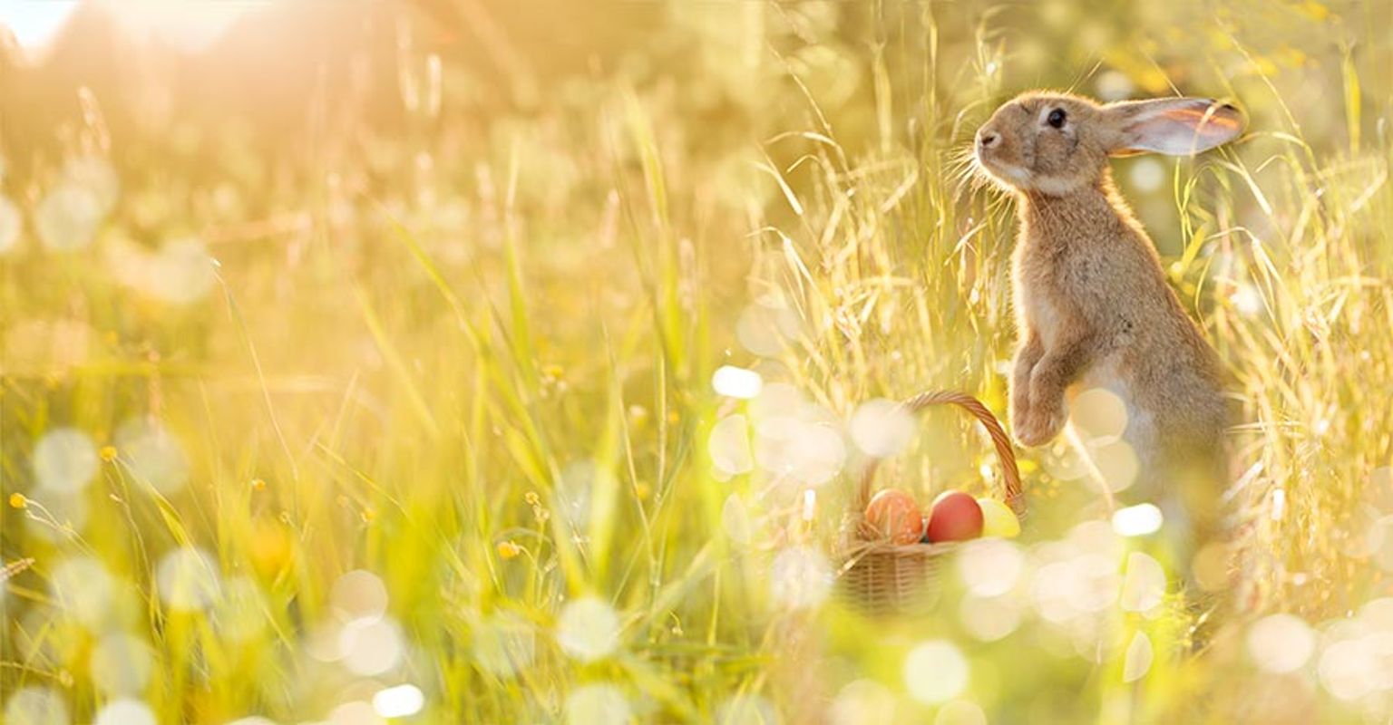 Family Fun in North Wales this Easter