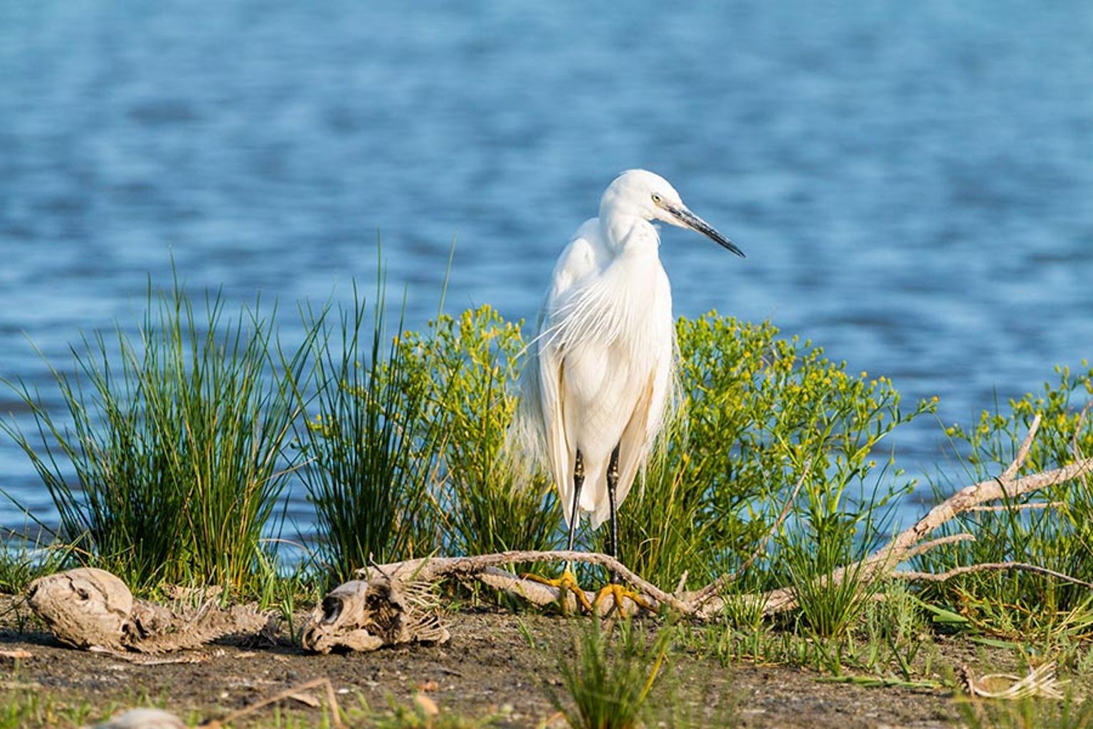 Bird Watching At Anglesey Golf Course