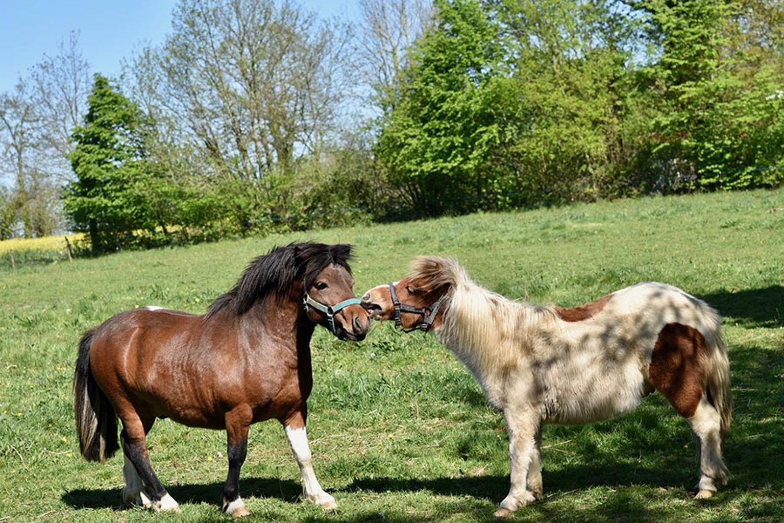 Anglesey Family Fun at the Farm!