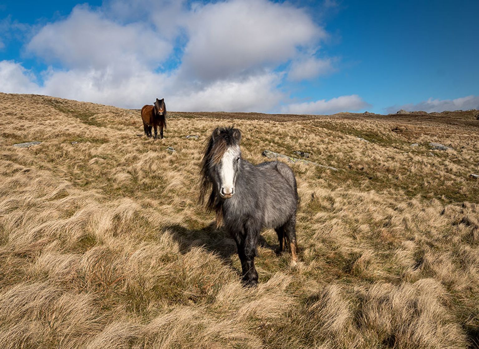 Walking the Snowdonia Mountains