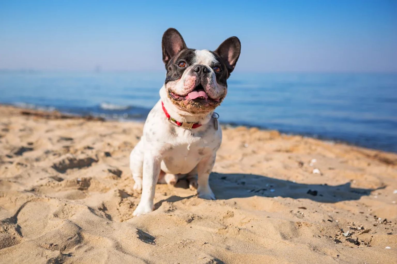 Dog-Friendly Holidays: The Best Anglesey Self Catering Stays