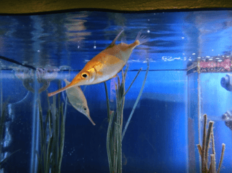 7 Things To Do on a Family Holiday in Anglesey