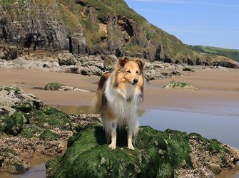 Looking for dog friendly cottages on Anglesey?