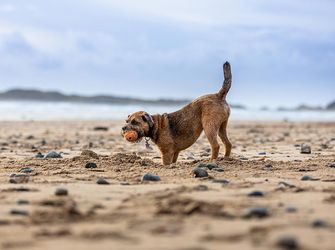 Pet-Friendly Beaches in Anglesey, North Wales: A Perfect Getaway for You and Your Dog