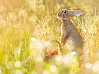 Family Fun in North Wales this Easter