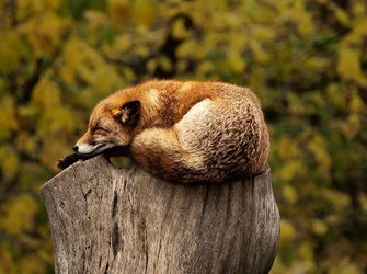 Discover Cemaes’ Natural Heritage – Wildlife & Geology