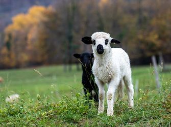 Spring Time in Wales