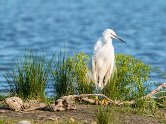 Bird Watching At Anglesey Golf Course
