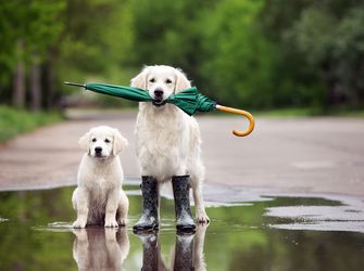 Dog Friendly Beaches In North Wales