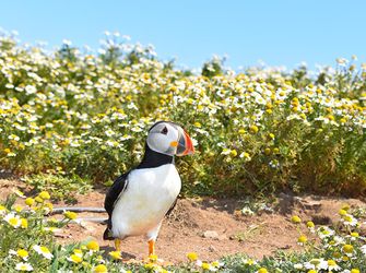 Bird Watching on Anglesey