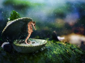 Easter attractions and activities available on Anglesey and nearby.