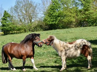 Anglesey Family Fun at the Farm!