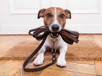 Dog-Friendly Holidays in Anglesey: The Best Activities for You and Your Pup