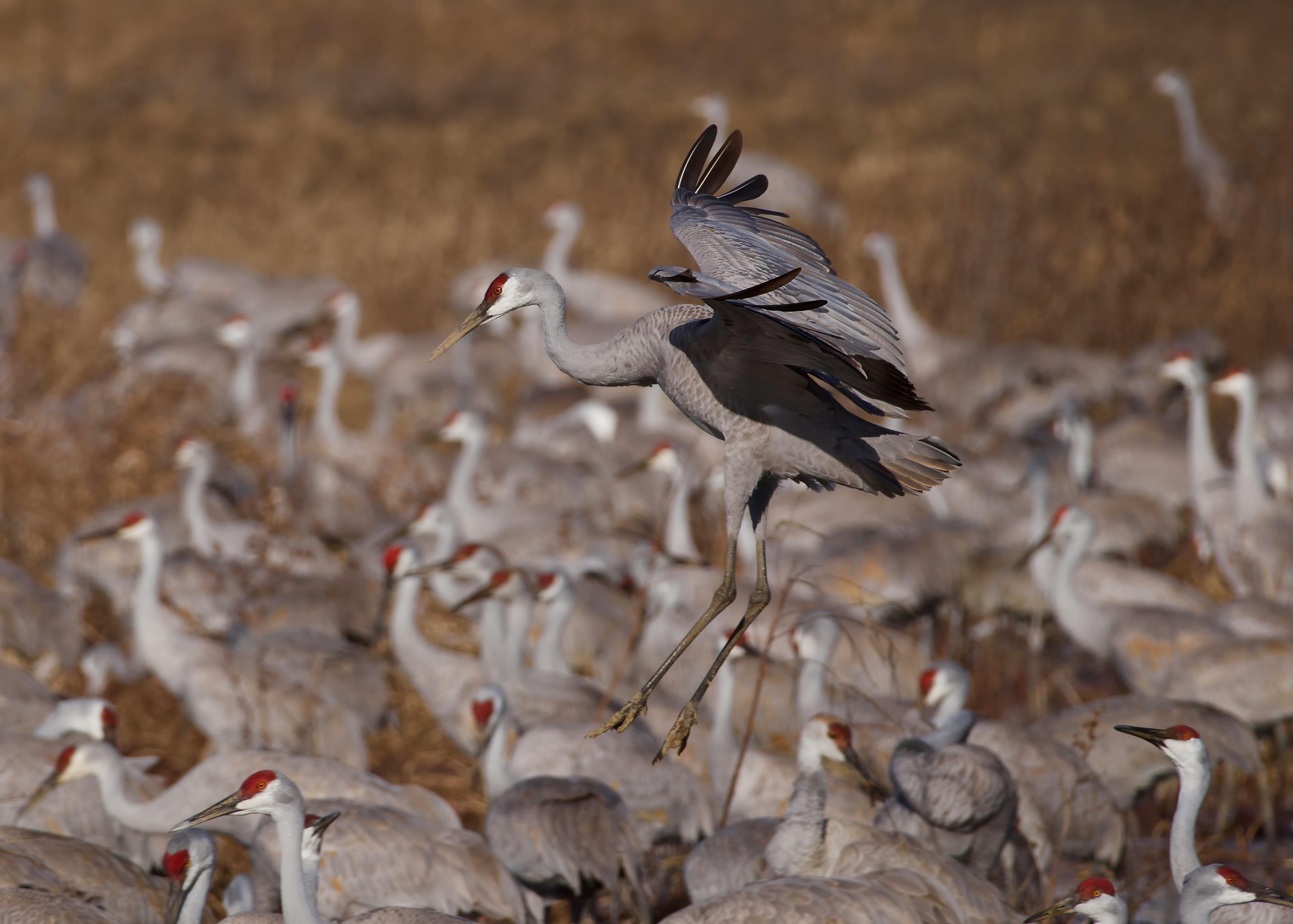 Wildlife Watching in Autumn: Seals, Birds & More for North Wales