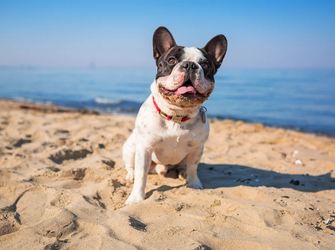 Dog-Friendly Holidays: The Best Anglesey Self Catering Stays