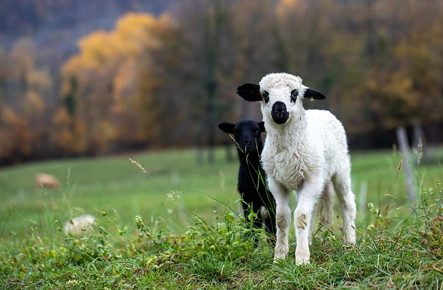 black and white lamb standing by each other