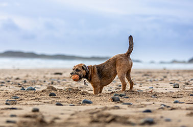 dog with a ball in its mouth on newborough-beach